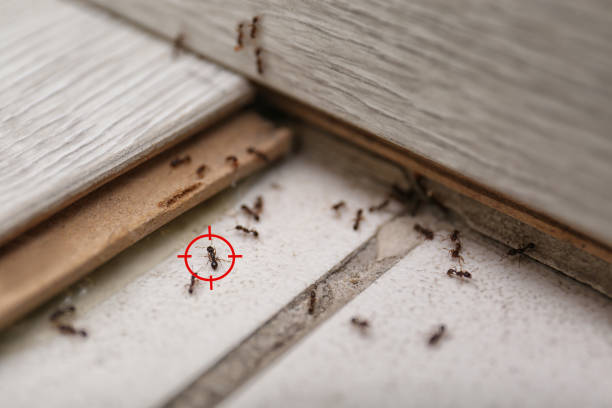 Pest Prevention Services in New Baltimore, VA