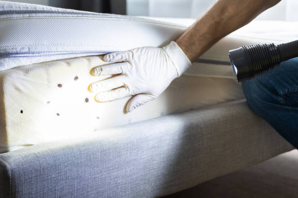 Best Pest Inspection Near Me  in New Baltimore, VA