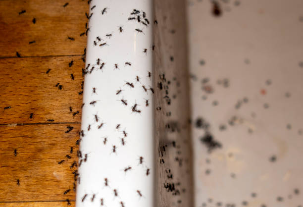 Best Spider Control Near Me  in New Baltimore, VA