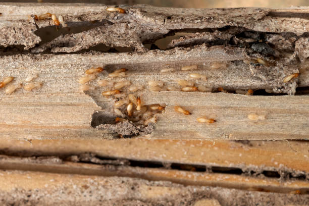 Best Flea Control Services  in New Baltimore, VA