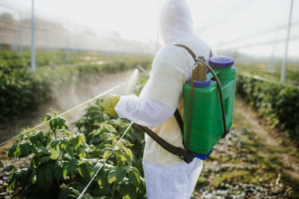 Best Termite Control Services  in New Baltimore, VA